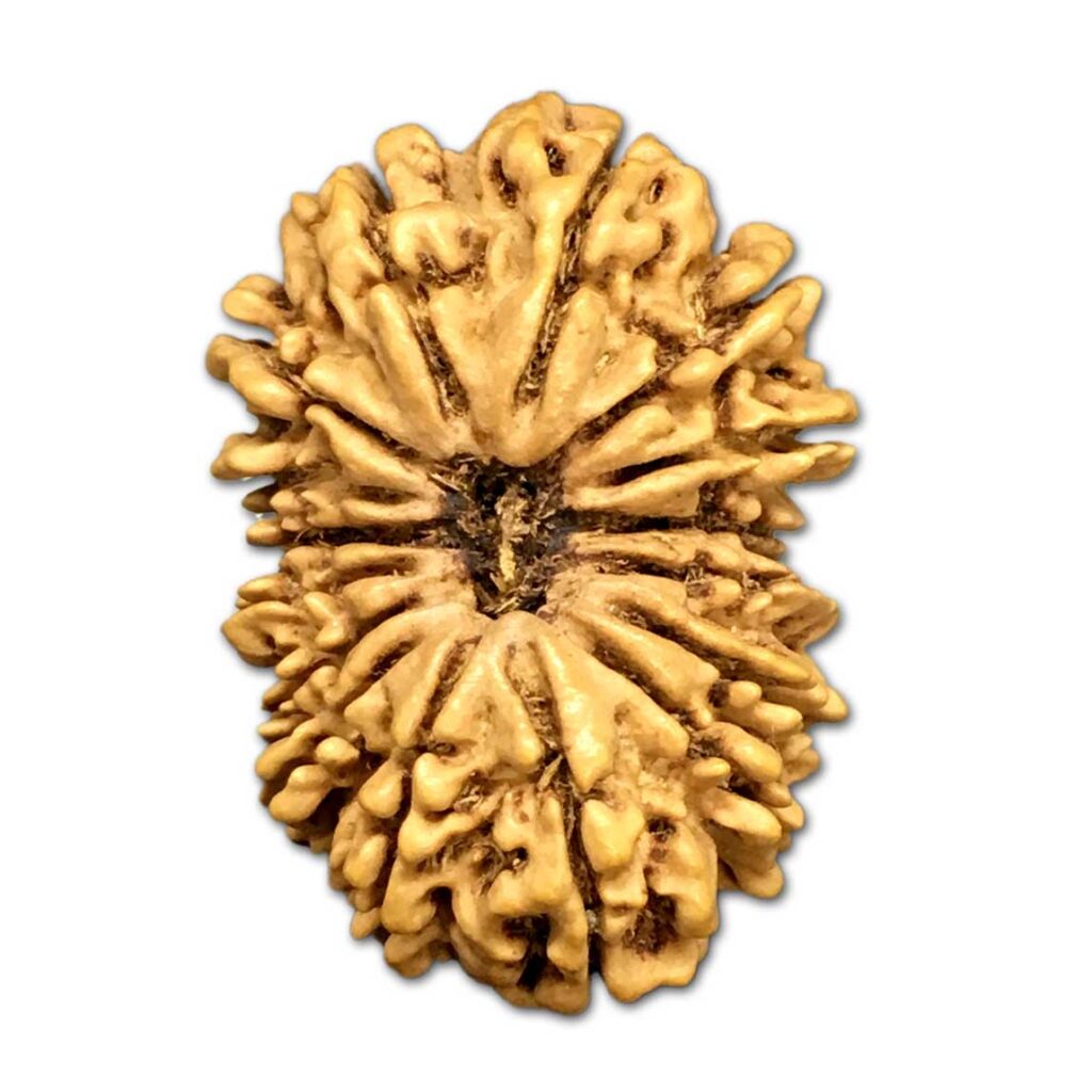 12 Mukhi Rudraksha Nepali Origin RudrakshaAradhan